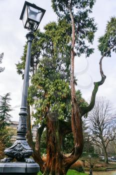 travel to Italy - lantern and greet tree in urban park on street viale michelangelo in Florence city in winter day