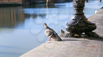 travel to Italy - Pigeon and sparrow on parapet of waterfront Arno River in Florence city in sunny winter day