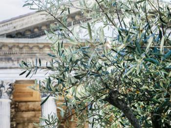 Travel to Provence, France - olive tree and Maison Carree ancient Roman temple on background in Nimes city
