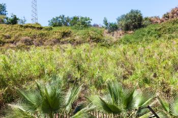 travel to Sicily, Italy - overgrown hill slope in urban garden in Giardini Naxos town in summer