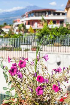 travel to Sicily, Italy - decorative flowerbed in residential quarter in Giardini Naxos town and view of Etna Mount in summer