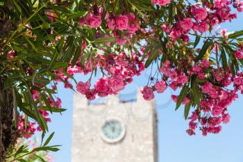 travel to Sicily, Italy - pink flowers of oleander and clock tower (Torre dell Orologio) on background at Piazza IX Aprile in Taormina city in summer day