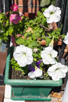 decorative white petunia surfinia flowers in outdoor flowerpot in summer season