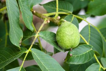 green walnut fruit on tree in summer season in Krasnodar region of Russia