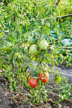 ripening tomato fruits on bushes in garden in summer evening in Krasnodar region of Russia