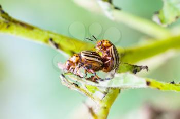 pair of colorado potato beetles on potato bush close up in garden in summer season
