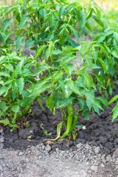green chilli pepper bush on beds in garden in summer season in Krasnodar region of Russia