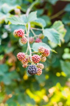 blackberry fruits on twig in summer season in Krasnodar region of Russia