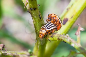 couple of colorado beetles on potato bush close up in garden in summer season