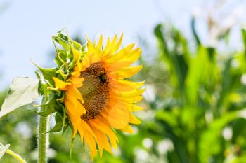 sunflower with bumblebee in garden in summer season in Krasnodar region of Russia