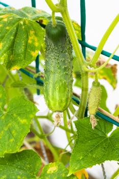 ripe cucumber on bush in greenhouse close up in summer season in Krasnodar region of Russia