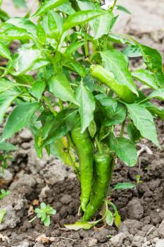 bush of green chili pepper in garden in summer season in Krasnodar region of Russia