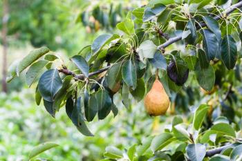 branch with ripe pear in garden in summer season in Krasnodar region of Russia