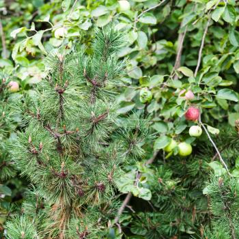 branch of pine tree and apple trees in garden in summer season in Krasnodar region of Russia
