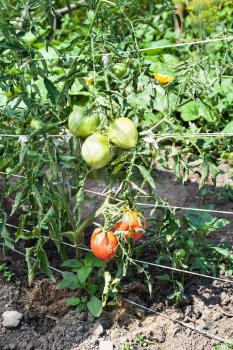 ripening tomato fruits on bush in garden in summer season in Krasnodar region of Russia