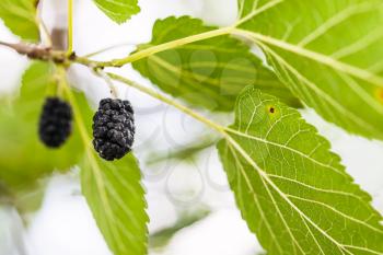 ripe black berries on Morus tree (mulberry, Morus nigra) close up in summer season in Krasnodar region of Russia