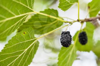ripe black fruits on Morus tree (mulberry, Morus nigra) close up in summer season in Krasnodar region of Russia