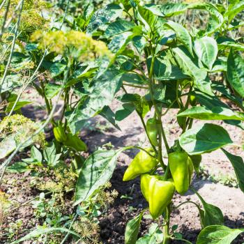 bell pepper bushes at garden beds in summer season in Krasnodar region of Russia