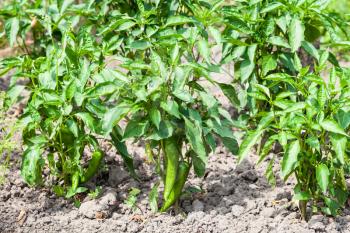 plantation of chile pepper bushes in garden in summer season in Krasnodar region of Russia