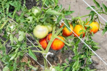 bunch of ripening tomatoes on bush in garden in summer season in Krasnodar region of Russia