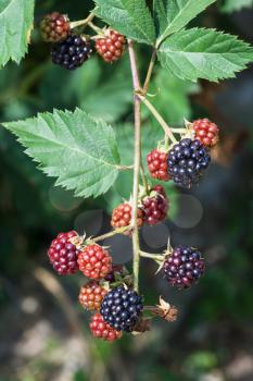 twig with ripe blackberries in summer season in Krasnodar region of Russia