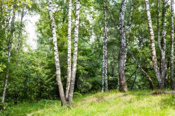 birch grove in Timiryzevsky park in Moscow city in sunny summer day