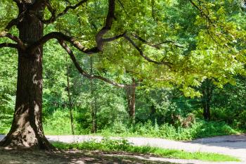 oak tree over pathway in Timiryzevsky park in Moscow city in sunny summer day