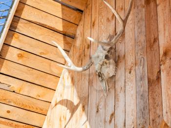 side view of natural skull of young moose animal on roof of wooden country house in Smolensk region of Russia