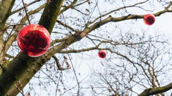 travel to France - red Xmas balls on bare tree in Alsace county in christmas season