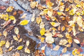 top view of various fallen leaves frozen in puddle on road in frosty autumn day