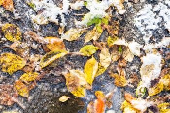 top view of various colorful fallen leaves frozen in puddle in frosty autumn day
