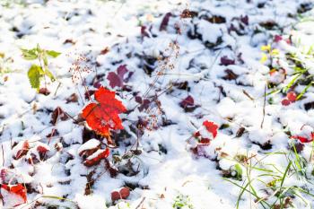 red leaves on lawn covered with the first snow in frosty autummn day