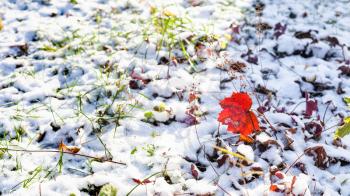 panoramic view of snowy lawn with green grass and red leaves covered with the first snow