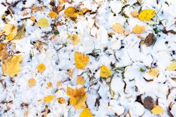 top view of various fallen yellow leaves on lawn covered with the first snow in cold autumn day