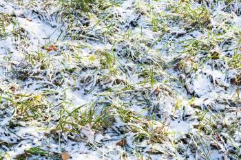 green grass on lawn covered with the first snow in cold autumn day