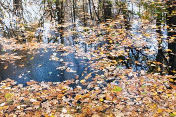 water surface of forest river with ice crust and fallen leaves in cold autumn day