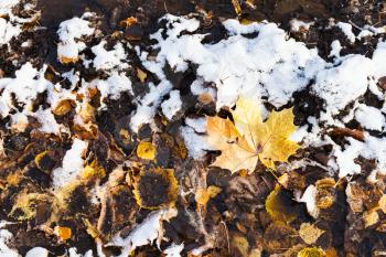 dirty fallen leaves covered with the first snow on ground of urban park in cold autumn day