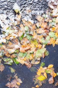top view of frozen puddle with fallen leaves in first frosty autumn day