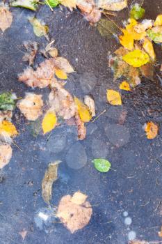 fallen leaves in the ice of frozen puddle in cold autumn day