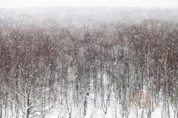 snowfall over trees in Timiryazevskiy park in Moscow in winter day