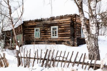 birch tree and old abandoned russian wooden rural house in winter in little village in Smolensk region of Russia
