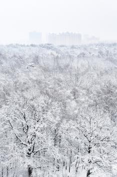 above view of snow covered oak trees in urban Timiryazevskiy park in Moscow city in winter