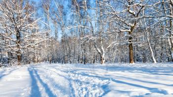 panoramic view of forest glade in Timiryazevskiy park of Moscow city in sunny winter day