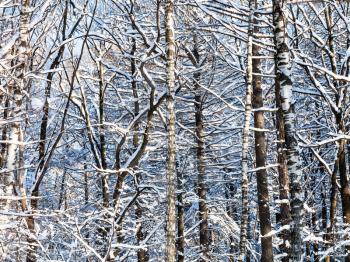 thicket in snowy forest in Timiryazevskiy park of Moscow city in sunny winter day