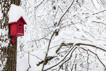 red wooden birdhouse in winter forest of Timiryazevskiy park in Moscow city