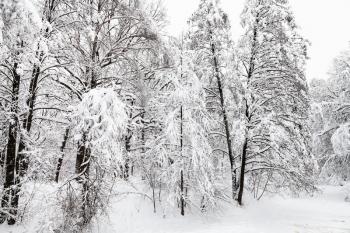 snow-covered birch and larch trees in winter forest of Timiryazevskiy park in Moscow city
