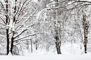 snow-covered trees in urban Timiryazevskiy park in Moscow city in winter