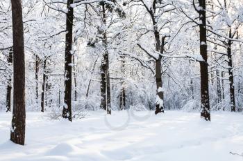 snowy meadow in Timiryazevskiy forest park of Moscow city in sunny winter morning