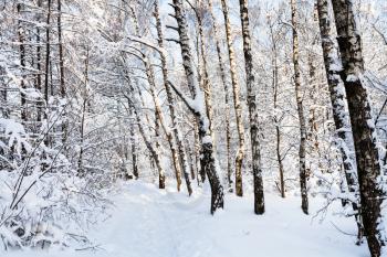 snow-covered way in Timiryazevskiy forest park of Moscow city in sunny winter morning