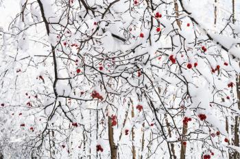 snow-covered red hawthorn berries on tree in Timiryazevskiy forest park of Moscow city in sunny winter morning